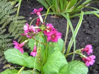 DSCN8082.webp