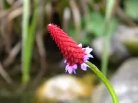 DSCN8109.webp