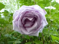 P1080280.webp