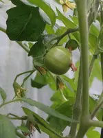 24.webp