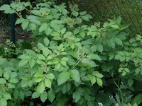 27.webp