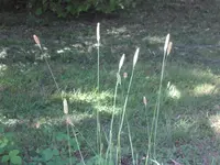 SAM_4028.webp