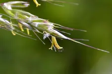 Grasblüte_0001.webp