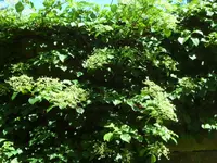 SAM_4032.webp