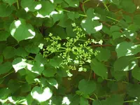 SAM_4031.webp