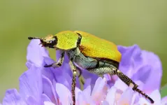 gelberkäfer.webp