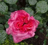DSC01374.webp