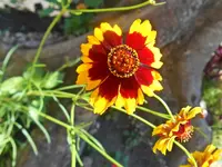 DSCN4229.webp
