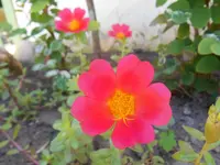 DSCN4236.webp