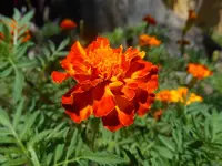 DSCN4237.webp