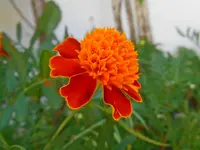 DSCN4234.webp