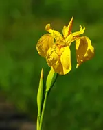 Schwertlilie_gelb_grün_600.webp