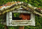 Frida im Futterhaus_Eichhörnchen_640.JPG