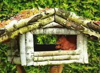 Frida im Futterhaus_Eichhörnchen_2_640.webp
