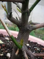 IMGP0021.webp IMGP0021.webp