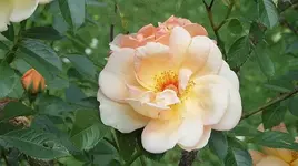 052.webp