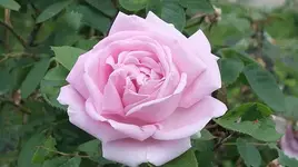 053.webp