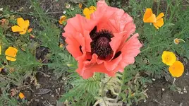086.webp