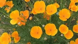 087.webp