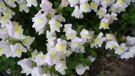 K800_P1130080.webp