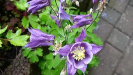 K800_P1130081.webp