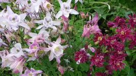 K800_P1130082.webp