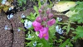 K800_P1130083.webp