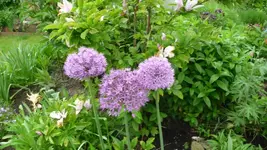 K800_P1130084.webp