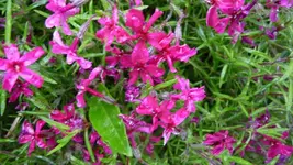 K800_P1130086.webp