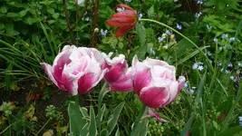 K800_P1130087.webp