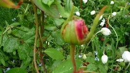K800_P1130089.webp