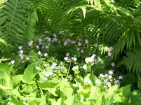 004.webp