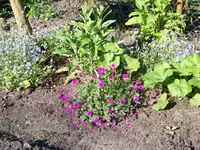 Geranium Guiseppi.webp