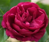Ascot 140518.webp