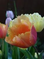 33.webp