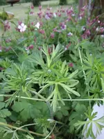 2014-05-18 Fremdling1.webp