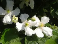 CIMG2358.webp