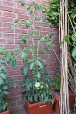 IMG_0765.webp