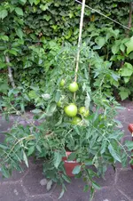 IMG_0768.webp