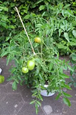 IMG_0769.webp