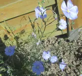 Großaufnahme unbekannte Blume.webp