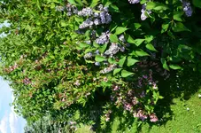DSC_0006.webp