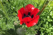 2014_0518Frühling0006.webp