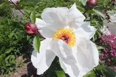 2014_0518Frühling0008.webp