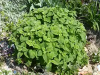 P1030995.webp P1030995.webp