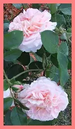 009.webp