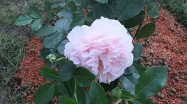 006.webp