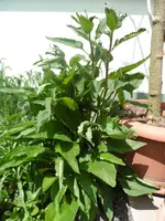 Echinacea.webp