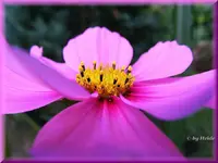 _Cosmea.webp