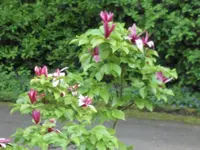 SAM_4017.webp